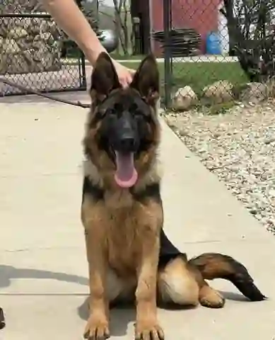 Habibi at a dog show
