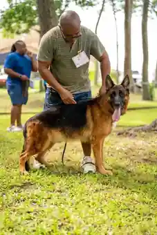 Virgo German Shepherd